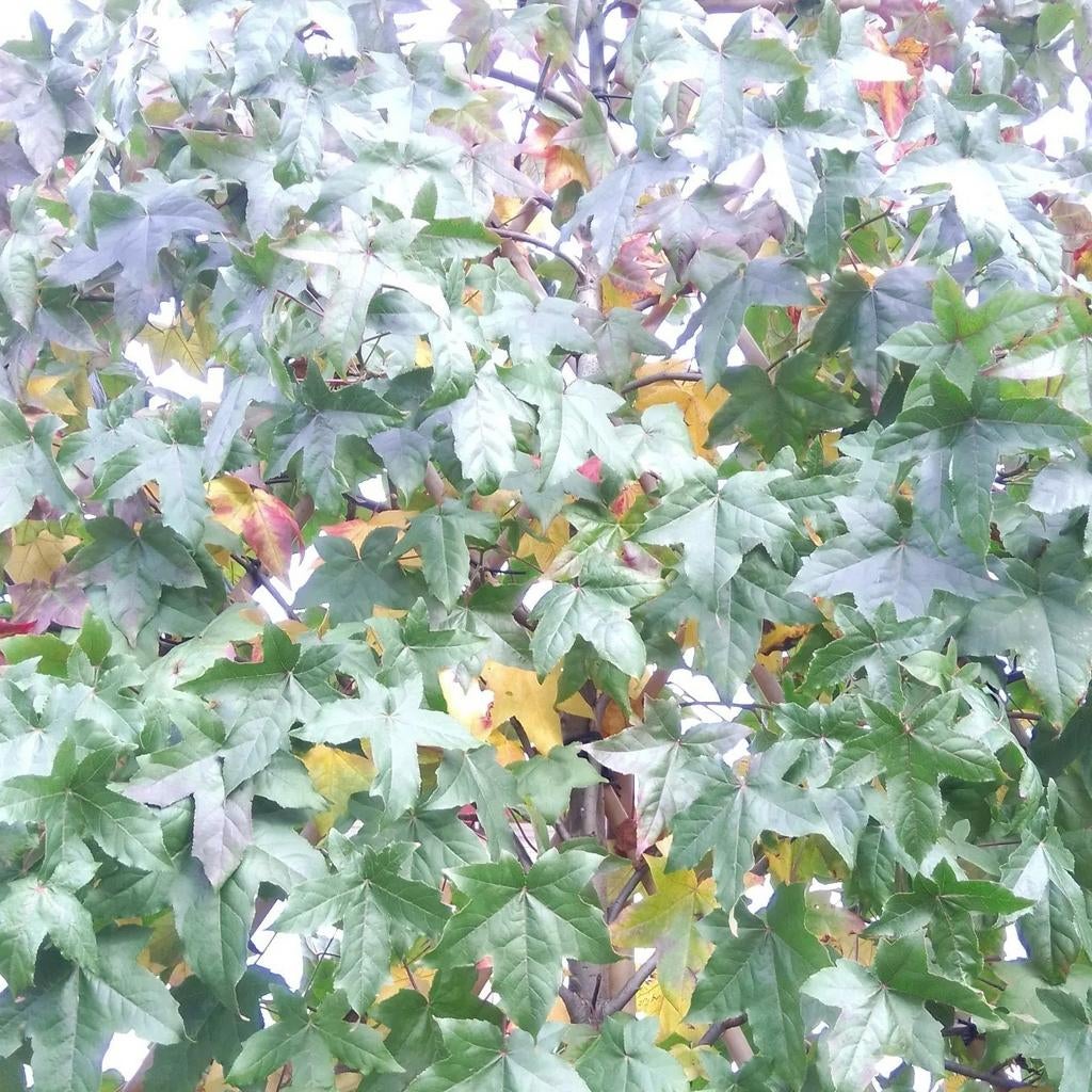 Liquidambar worplesdon| Leiamberboom | Amberboom leiboom, Tuin en Terras, Planten | Bomen, Ophalen of Verzenden, Zomer, Leiboom