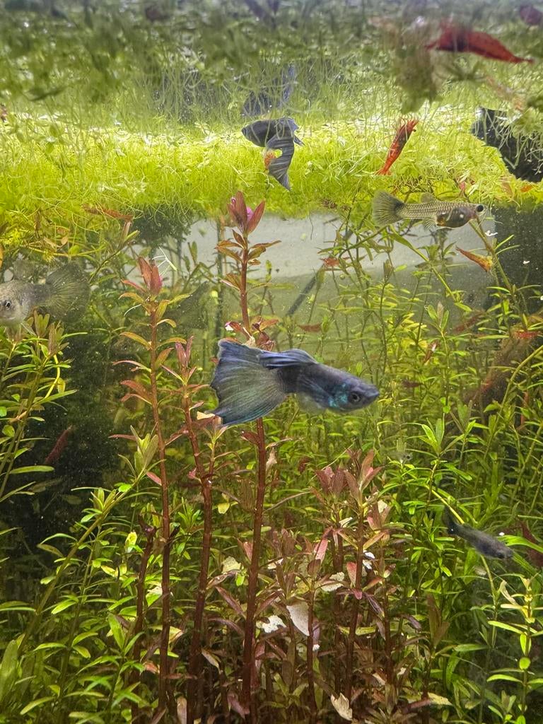 Blue moscow guppen, Dieren en Toebehoren, Ophalen of Verzenden