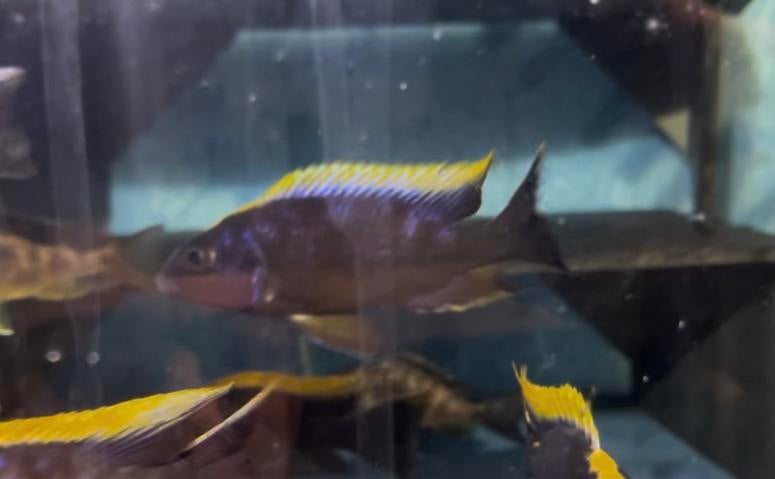 Malawi Otopharynx black dorsel 8-12 cm, Vis