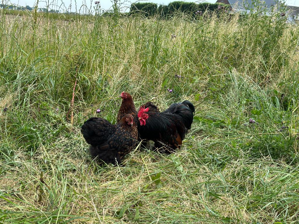 Jonge Cochin kriel goud zwart gezoomd gesekst en ingeënt, Vrouwelijk, Kip