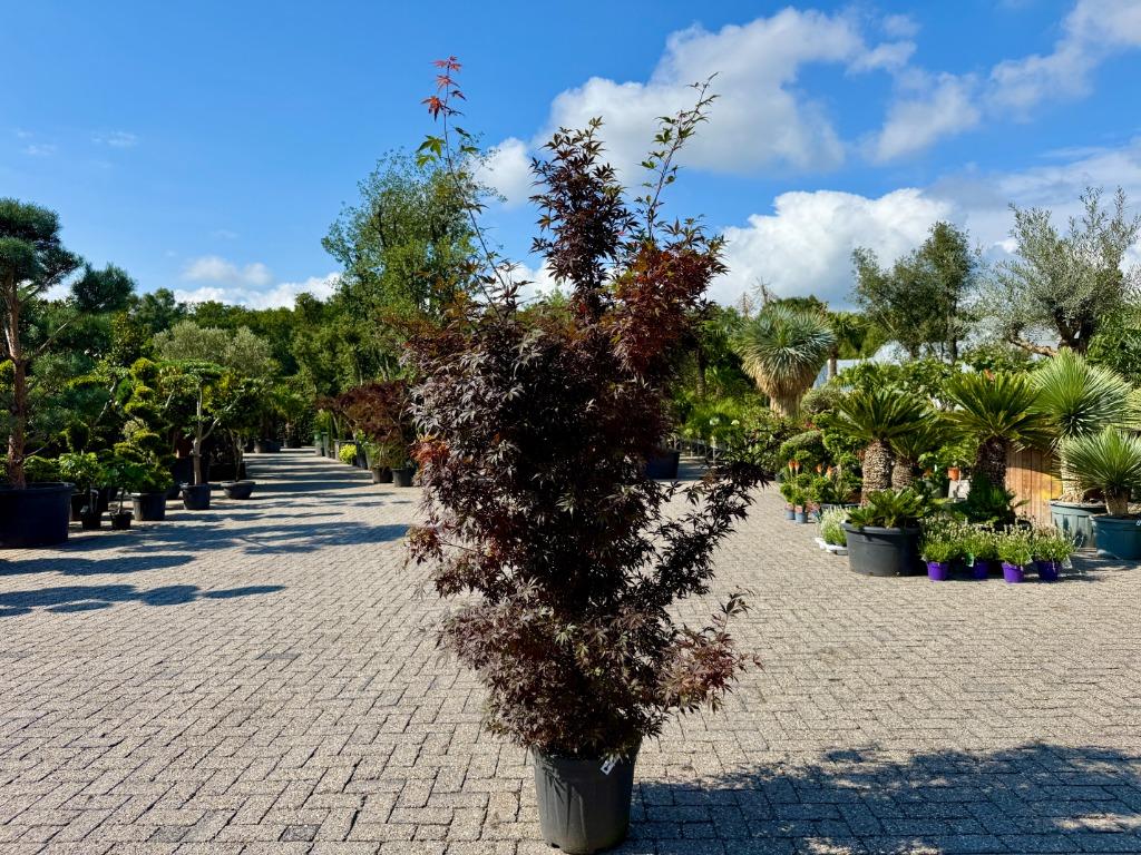 Acer palmatum Skeeters Broom - Japanse rode Esdoorn te koop!, In pot, Bloeit niet, Halfschaduw, 100 tot 250 cm