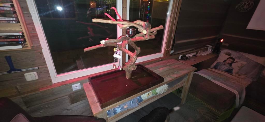 Java boom tafelmodel, Papegaai