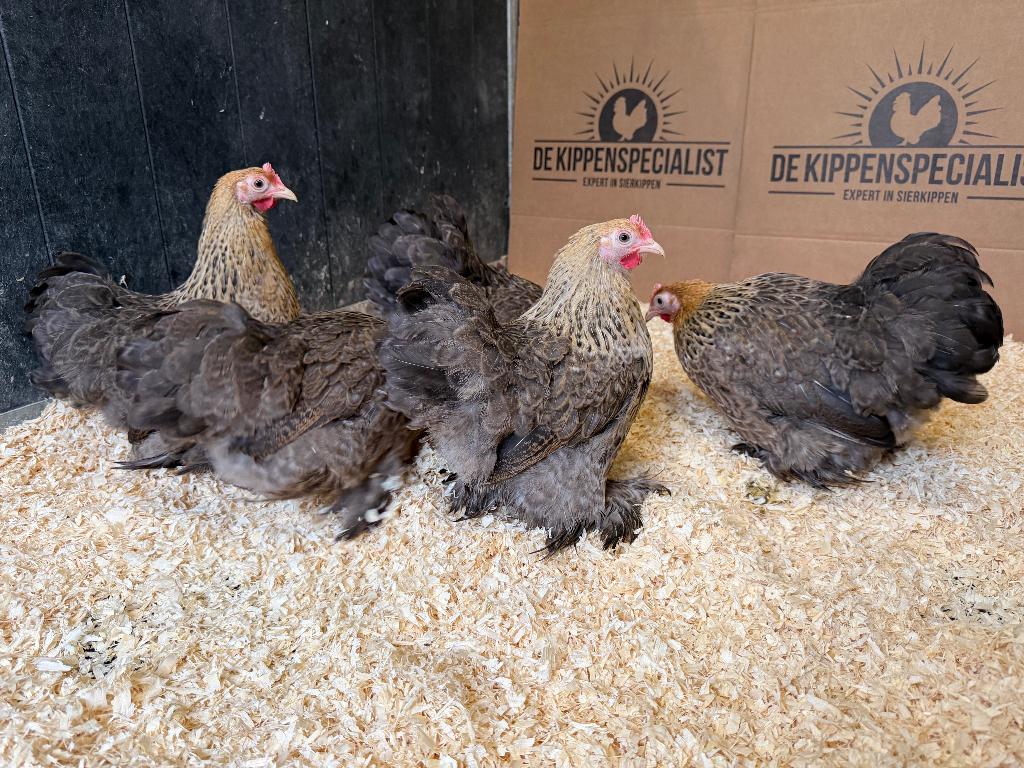 Jonge tamme Cochin kriel patrijs gesekst en ingeënt