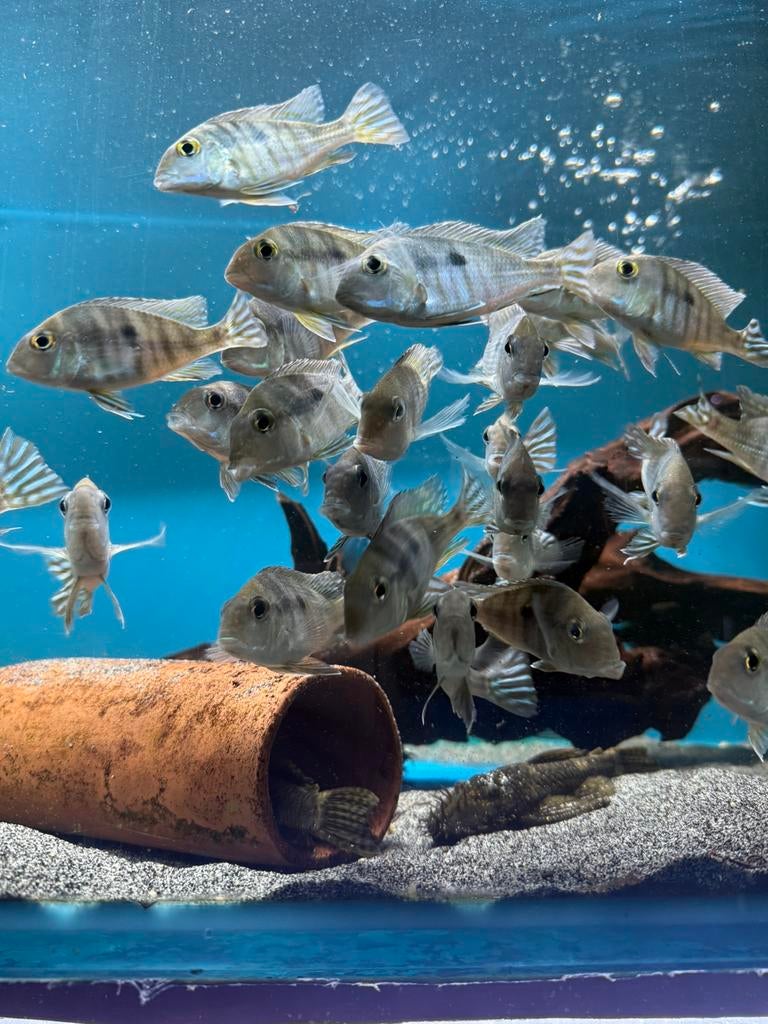 Geophagus Pyrocephalus, Vis, Zoetwatervis