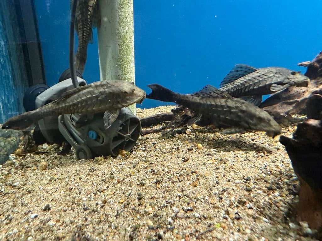 L95a - pseudorinelepis sp., Vis