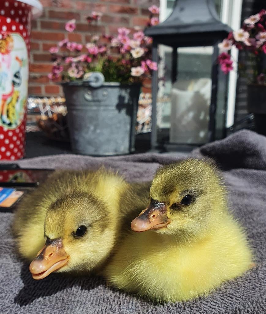 kuikens ganzen ganzenkuikens wit, Dieren en Toebehoren, Meerdere dieren, Gans of Zwaan