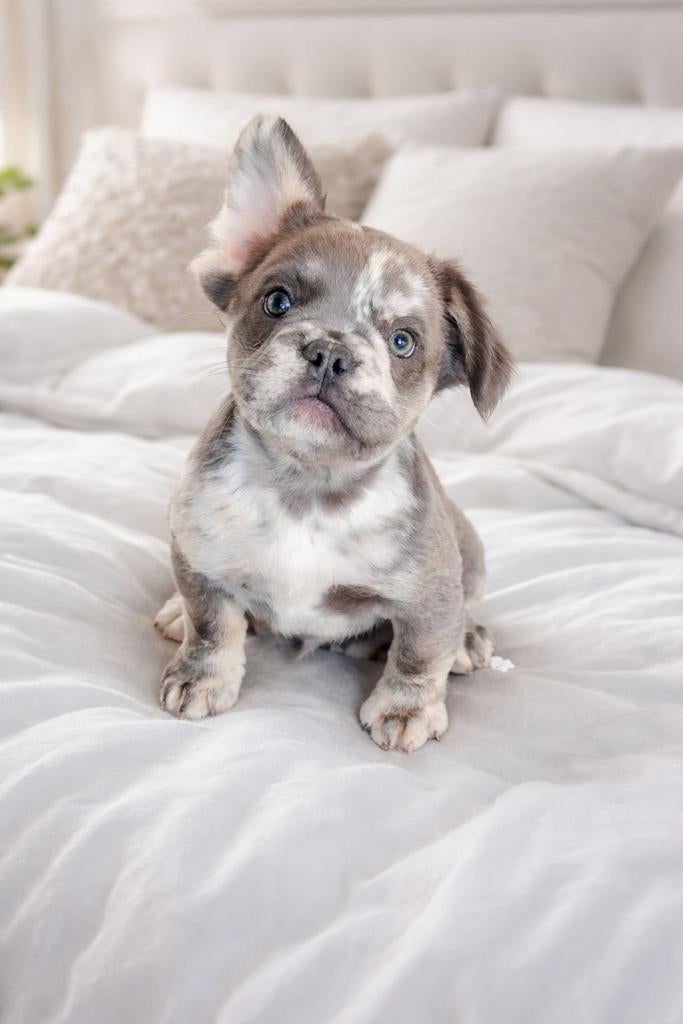 Franse buldog fluffy pup, 15 weken tot 1 jaar, Parvo, Eén hond, Nederland