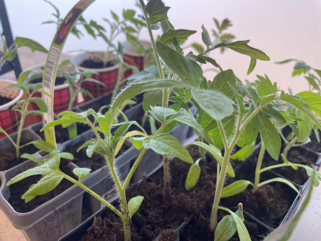 Mooie bijzondere tomatenplanten, Ophalen, Eenjarig, Overige soorten, Volle zon