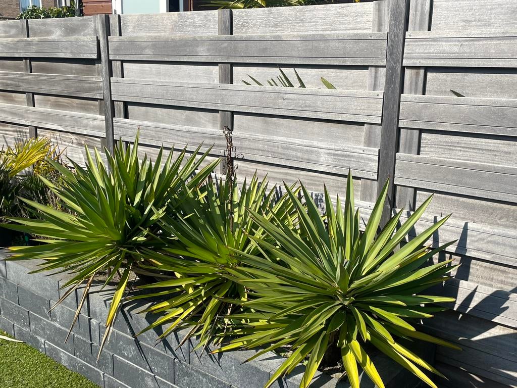 Yucca planten, Ophalen, Overige soorten, Volle zon