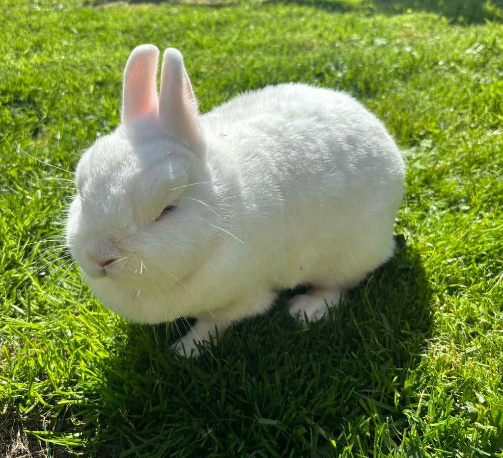Te koop dwergkonijn, Dieren en Toebehoren, Konijnen, Mannelijk, Dwerg