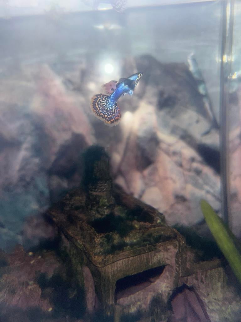 Aqaruim, Dieren en Toebehoren, Ophalen of Verzenden, Inclusief toebehoren, Zo goed als nieuw, Gevuld zoetwateraquarium