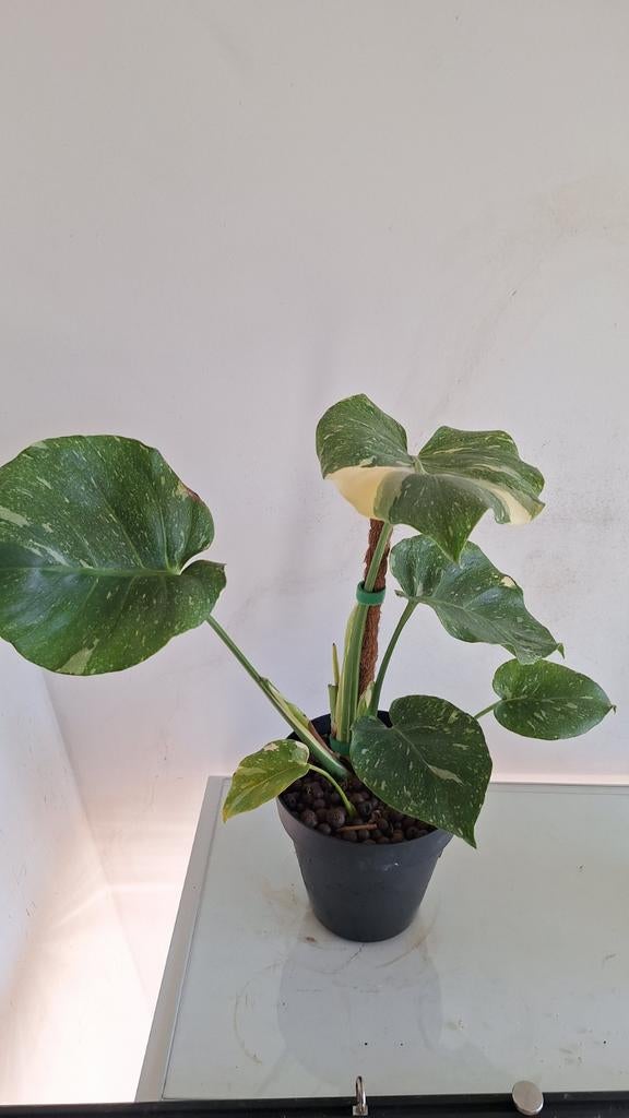 Monstera Thai Constellation, Huis en Inrichting, Kamerplanten, Ophalen, Halfschaduw, Minder dan 100 cm