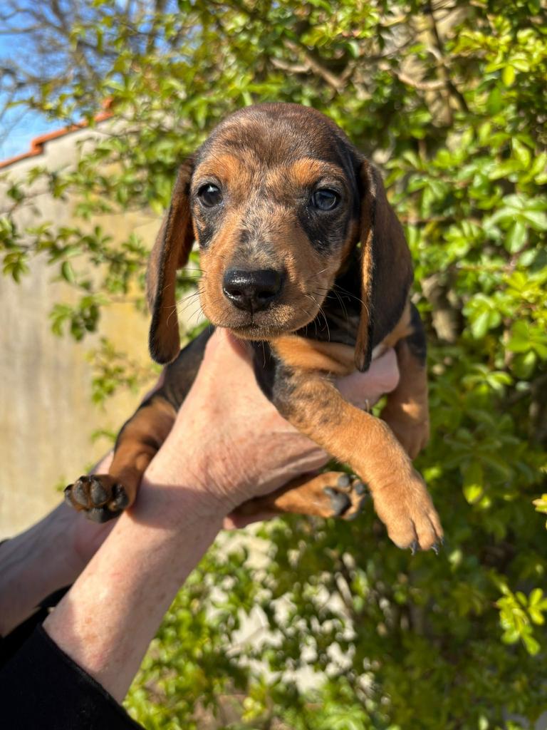 Prachtige ruwhaar dwerg teckelpups te koop🐾, Parvo, 8 tot 15 weken, Dwerg, Meerdere