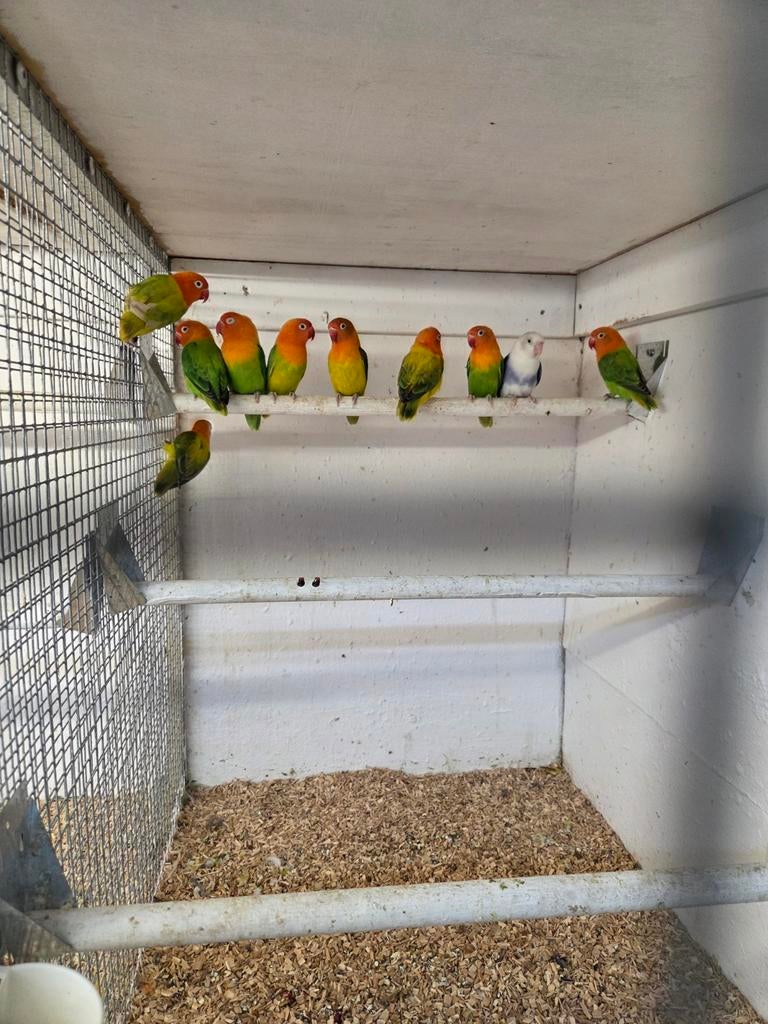 Opaline fischeries, Meerdere dieren, Parkiet