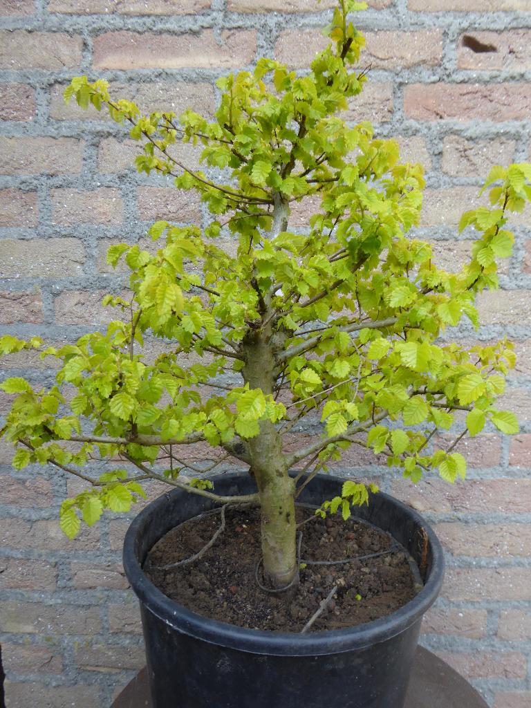 Bonsai: Goudiep (Ulmus minor), Ophalen, Bloeit niet, Halfschaduw, Overige soorten