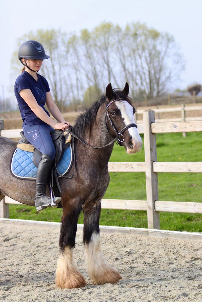 elegante Tinker ruin, Dieren en Toebehoren, Ruin, Zadelmak, 3 tot 6 jaar, Gechipt