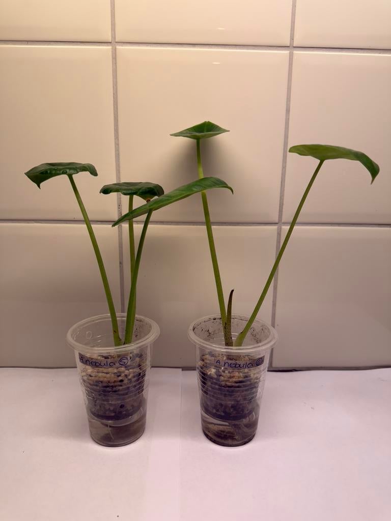 Alocasia nebula, Huis en Inrichting, Kamerplanten, Ophalen of Verzenden, Halfschaduw, Minder dan 100 cm