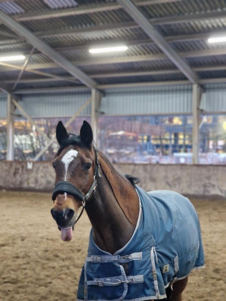 Verzorg paardje aangeboden / verzorger gezocht, Ophalen of Verzenden