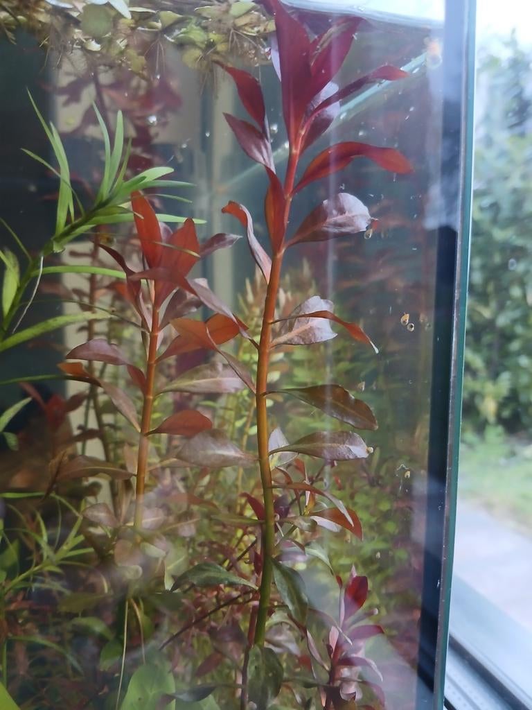 Ludwigia Repens - rode aquariumplant - 5 stekken, Ophalen, Nieuw, Plant(en), Steen of Hout