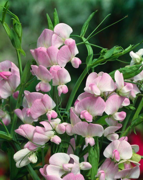 Te koop: zaden 1-, 2-jarigen en vaste planten, Ophalen, Volle zon, Zaad