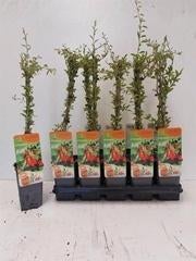 Lycium gezonde en probleemloze fruithaag Goji bes