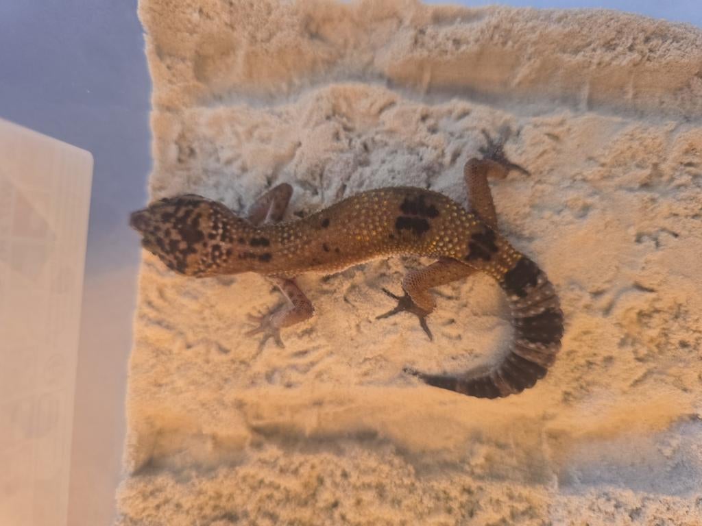 Gezocht eieren van baardagaam, luipaardgekko, halsbandleguaa, Dieren en Toebehoren, Reptielen en Amfibieën, Hagedis, 0 tot 2 jaar