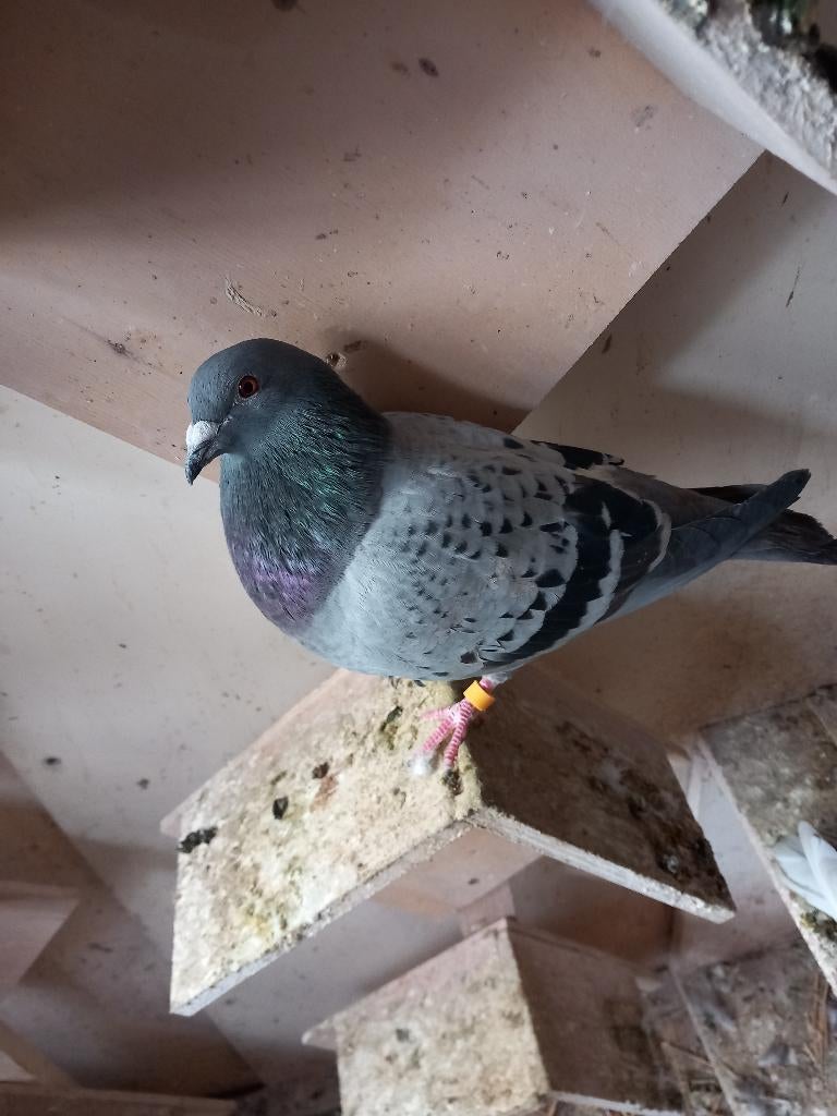 postduiven, Dieren en Toebehoren, Meerdere dieren, Postduif