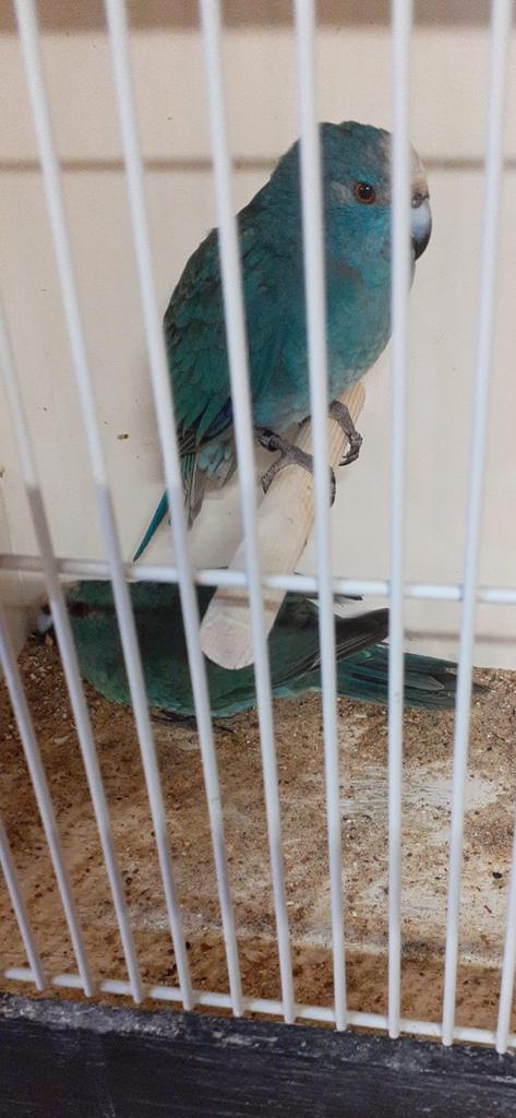 Kakariki blauw, Dieren en Toebehoren, Vogels | Parkieten en Papegaaien, Meerdere dieren, Parkiet