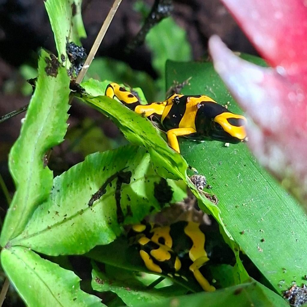 Dendrobates-Leucomelas Frog - unknown for sale from Douwe egberts