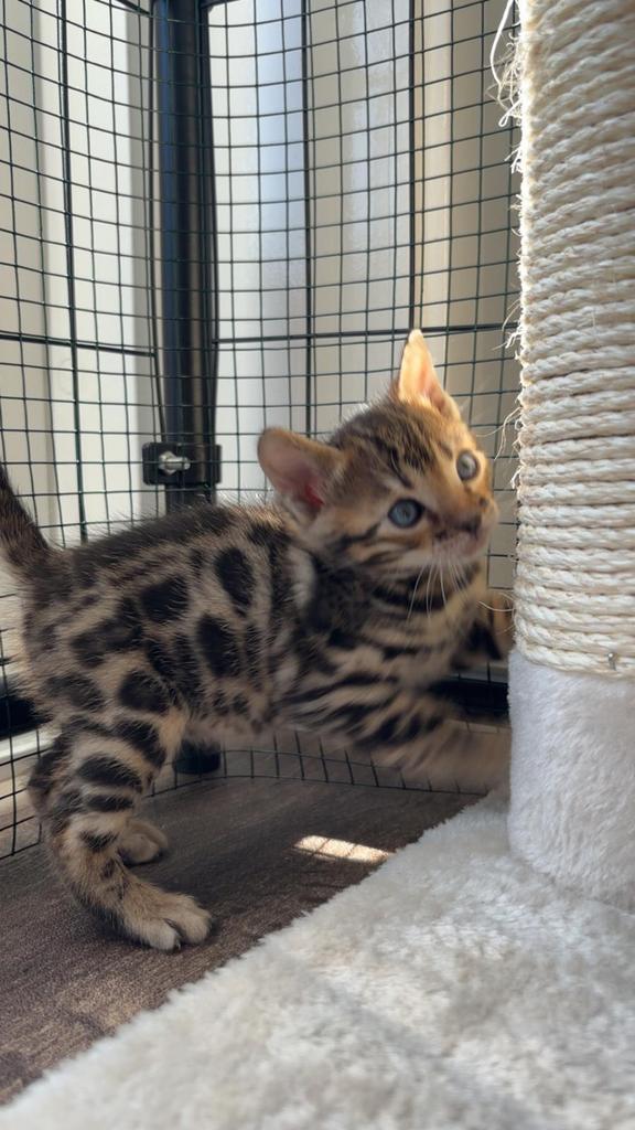 Onze silver bengaal is bevallen van 2 kittens, Dieren en Toebehoren, Meerdere dieren, Gechipt, 0 tot 2 jaar