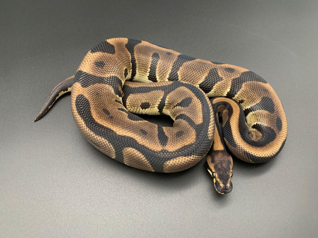 1.0 leopard DH DG/Pied python regius Ball Python - male for sale from DemonSnakes