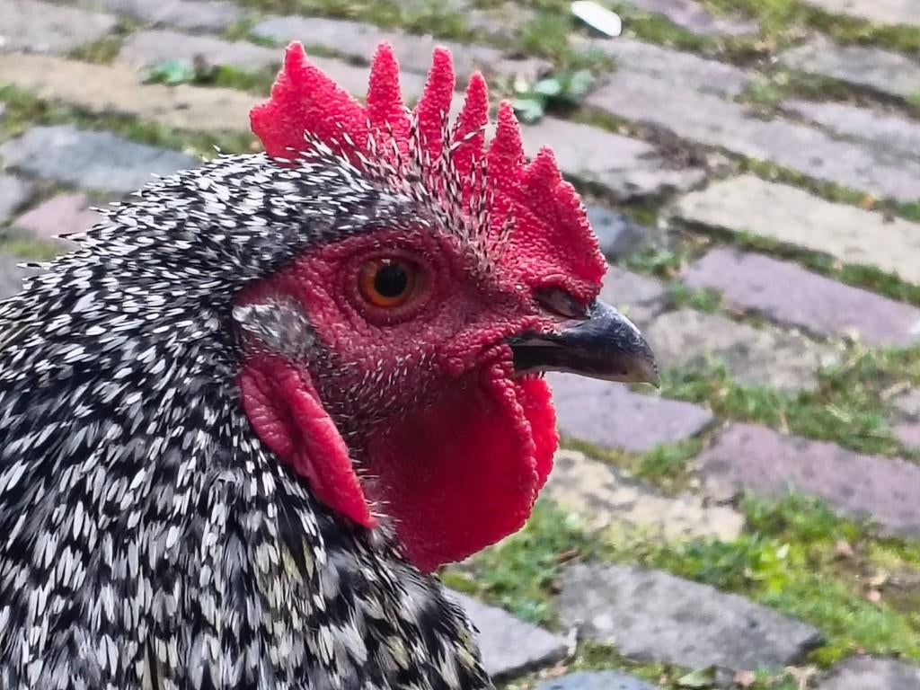 haan, Dieren en Toebehoren, Mannelijk, Kip