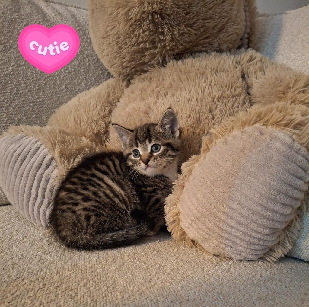 Prachtige kittens❤️, Dieren en Toebehoren, Meerdere dieren, Kortharig, 0 tot 2 jaar