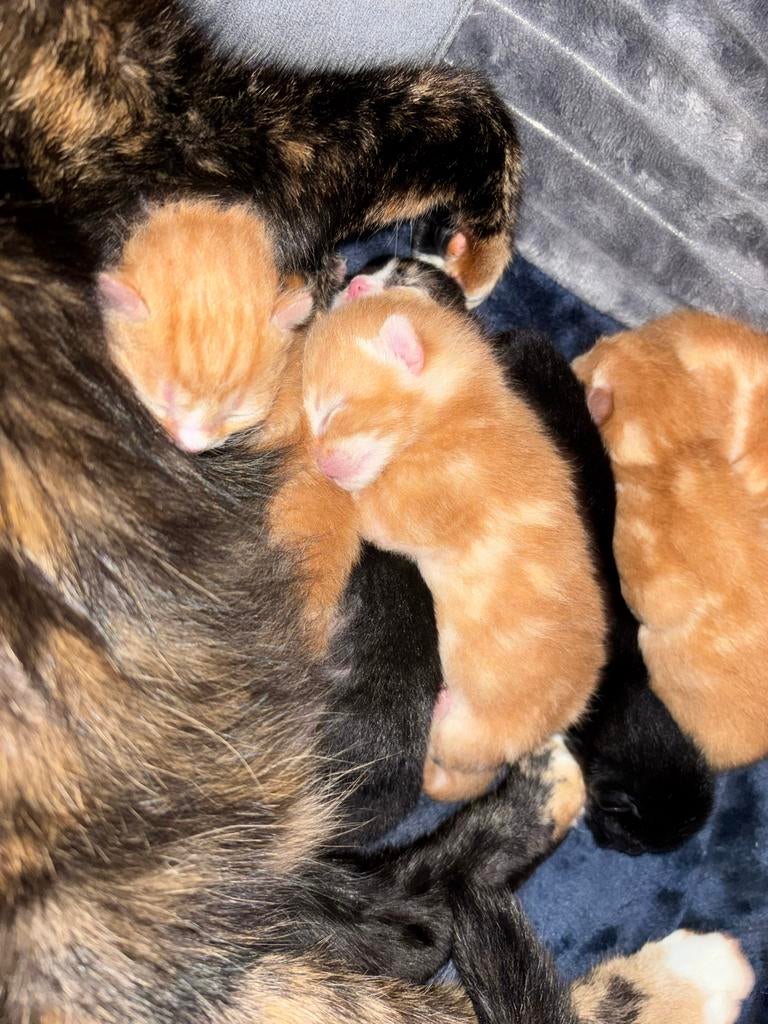Gouden mandje gezocht voor kittens, Dieren en Toebehoren, Katten en Kittens | Overige Katten, Meerdere dieren