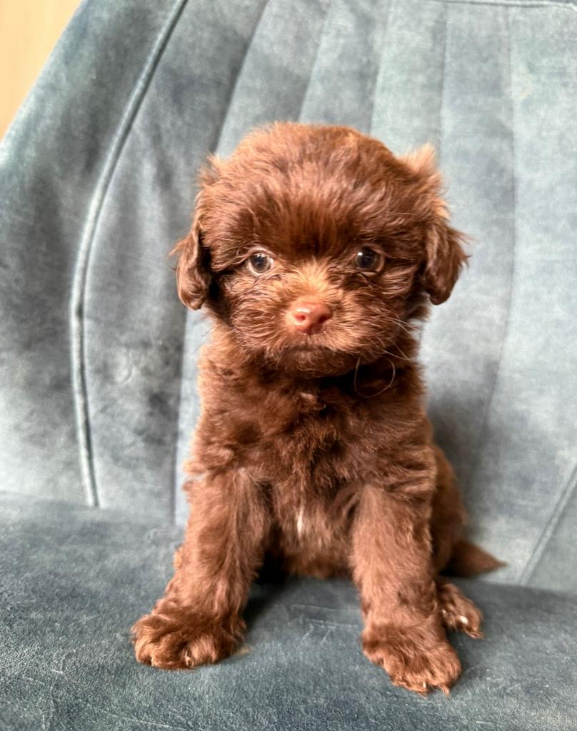 Lief teefje Shih Tzu x Toypoedel mag bijna verhuizen, Parvo, 8 tot 15 weken, Meerdere dieren, Eén hond