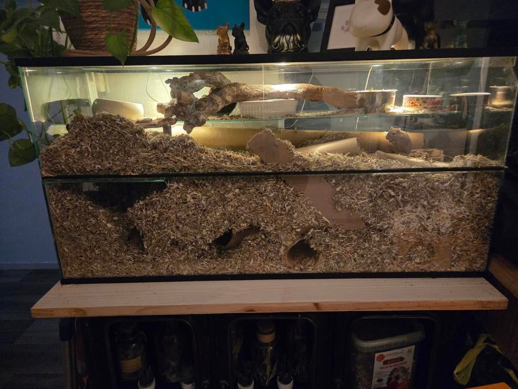 2 Gerbil dames met terrarium, Dieren en Toebehoren, April, Vrouwelijk, Overige typen, Tam