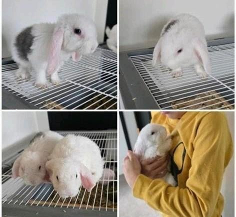 Rex konijntjes anti allergie vacht blauwe ogen, Dieren en Toebehoren, Konijnen, Meerdere dieren