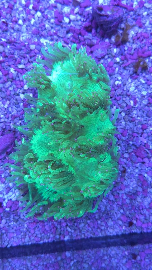 mooie levering koralen binnen bij Aquadeco al vanaf €7.50, Overige typen, Zoutwatervis