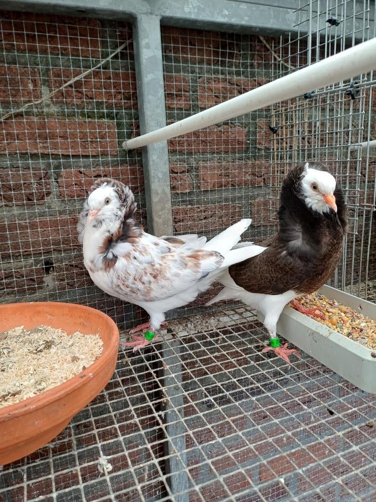 Te koop Oud Hollands Kapucijnen Sierduiven, Dieren en Toebehoren, Vogels | Duiven, Meerdere dieren, Overige soorten