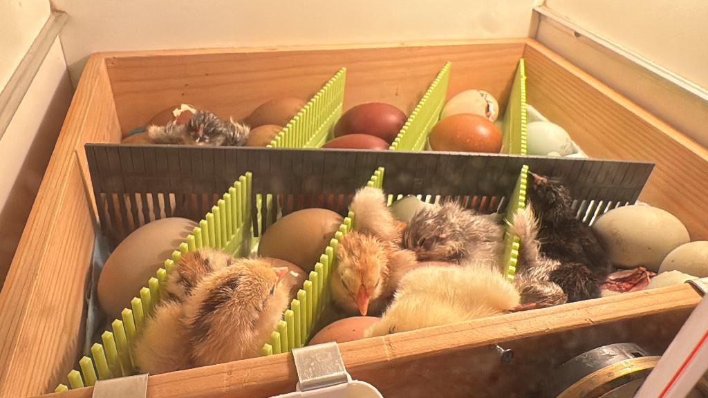 Kleurlegger kuikens €7,50, Meerdere dieren, Kip