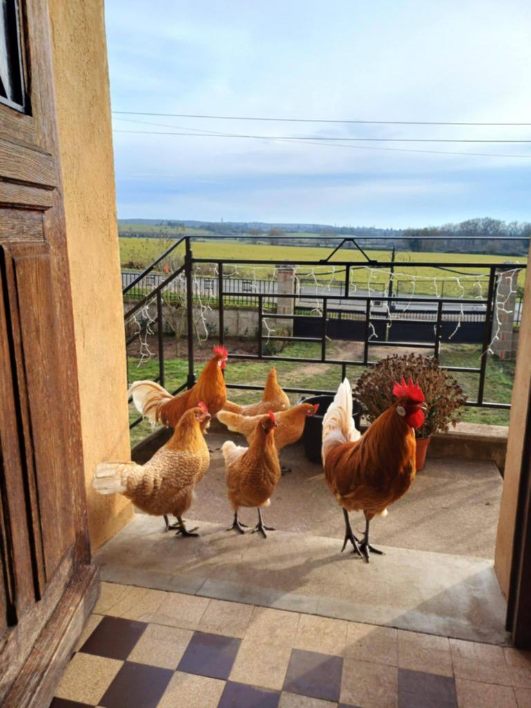 Broedeieren Friese kippen Geelwitpel., Dieren en Toebehoren, Pluimvee, Geslacht onbekend, Kip