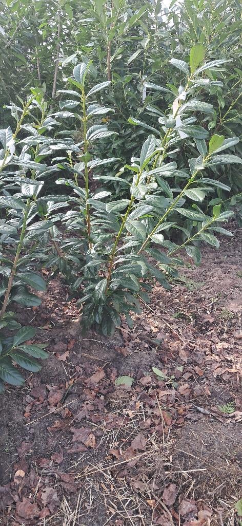 Prunus Novita Laurierstruiken 120-140 cm, Tuin en Terras, Ophalen, Laurier, Struik, 100 tot 250 cm