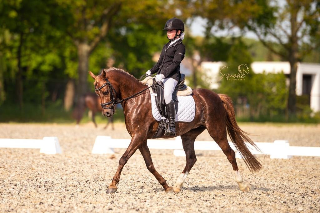 Mooie, lieve, allround Welsh C kinder pony te koop!, Dieren en Toebehoren, Pony's, Merrie, Met stamboom, Dressuurpony, M