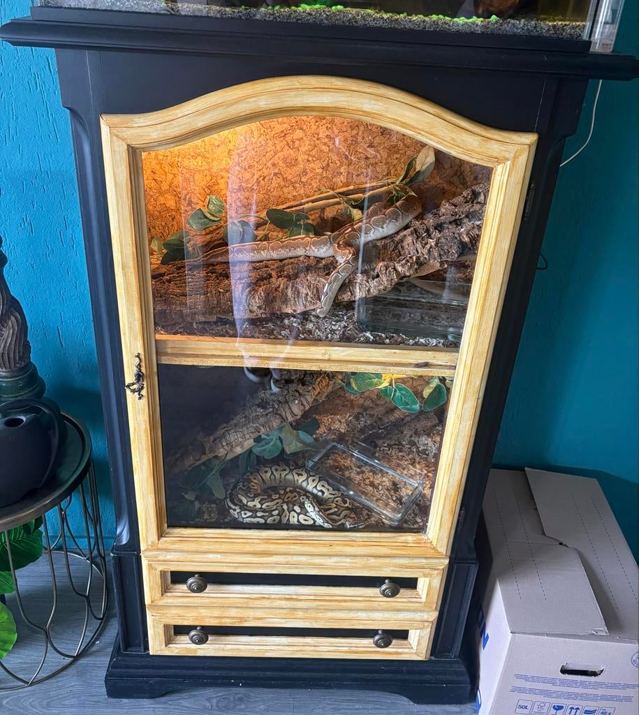 Terrarium kast + 3 koningspythons Ball Python - female for sale from ts8xd9br5j