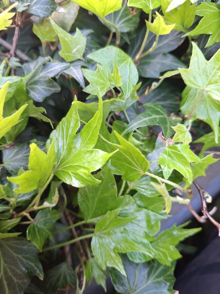 Klimop plant, Ophalen, Bloeit niet, Klimplanten, Halfschaduw