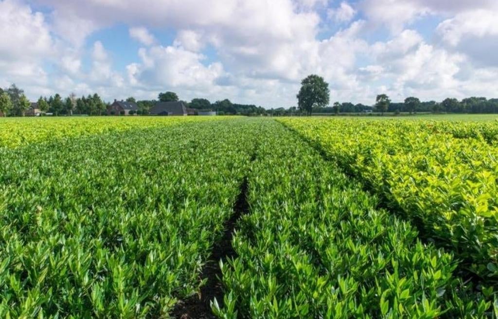 Laurier 'Herberghii ', Ophalen, Laurier, Minder dan 100 cm