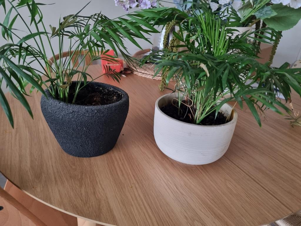Twee HM Home vazen met planten, Huis en Inrichting, Woonaccessoires | Vazen, Ophalen, Overige materialen, Gebruikt, Wit