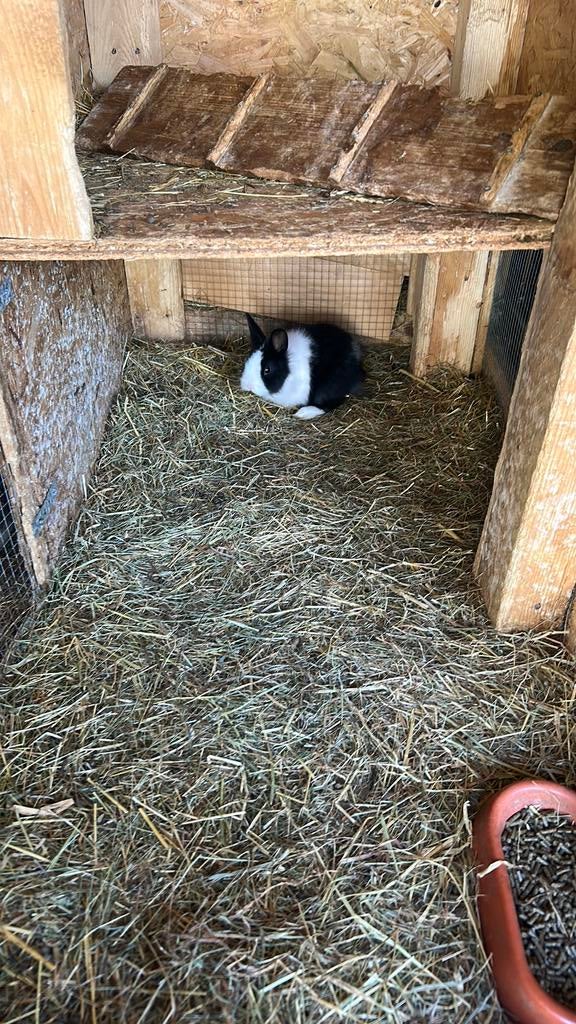 konijntje voedster, Dieren en Toebehoren, Konijnen, Vrouwelijk, Dwerg, 0 tot 2 jaar