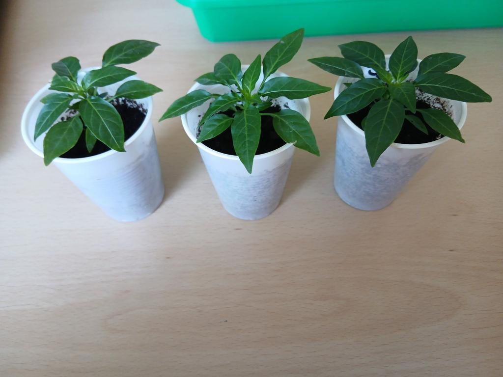 Biologische Potpeper Cha Cha - Zelf Gekweekt, Tuin en Terras, Planten | Tuinplanten, Ophalen, Volle zon, Groenteplanten, Eenjarig