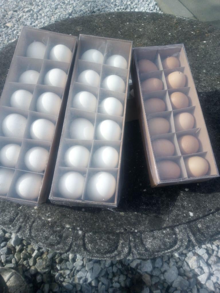 Partij uitgeblazen eieren - wit, bruin, gespikkeld, Ophalen